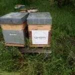 Parrainer une ruche pour deux ans