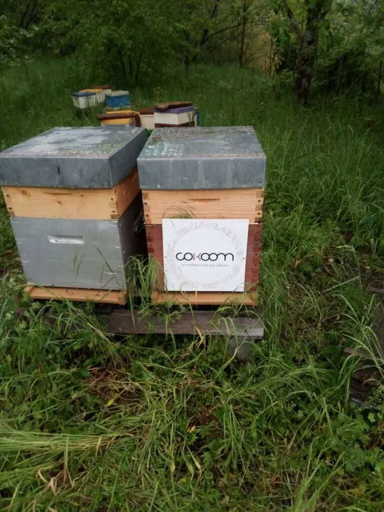 adopter une ruche