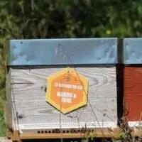 Parrainage de ruches et adopte une ruche : Devenez un acteur actif dans la préservation des abeilles tout en profitant des bienfaits du miel directement de notre ferme apicole.
