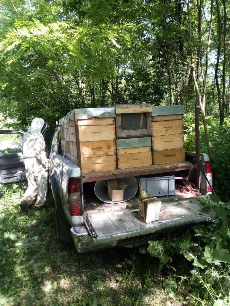 Équipe du Rucher du Djé en tenue d'apiculteur, récoltant du miel d'acacias à l'arrière d'un véhicule, entourée par la verdure d'une forêt.