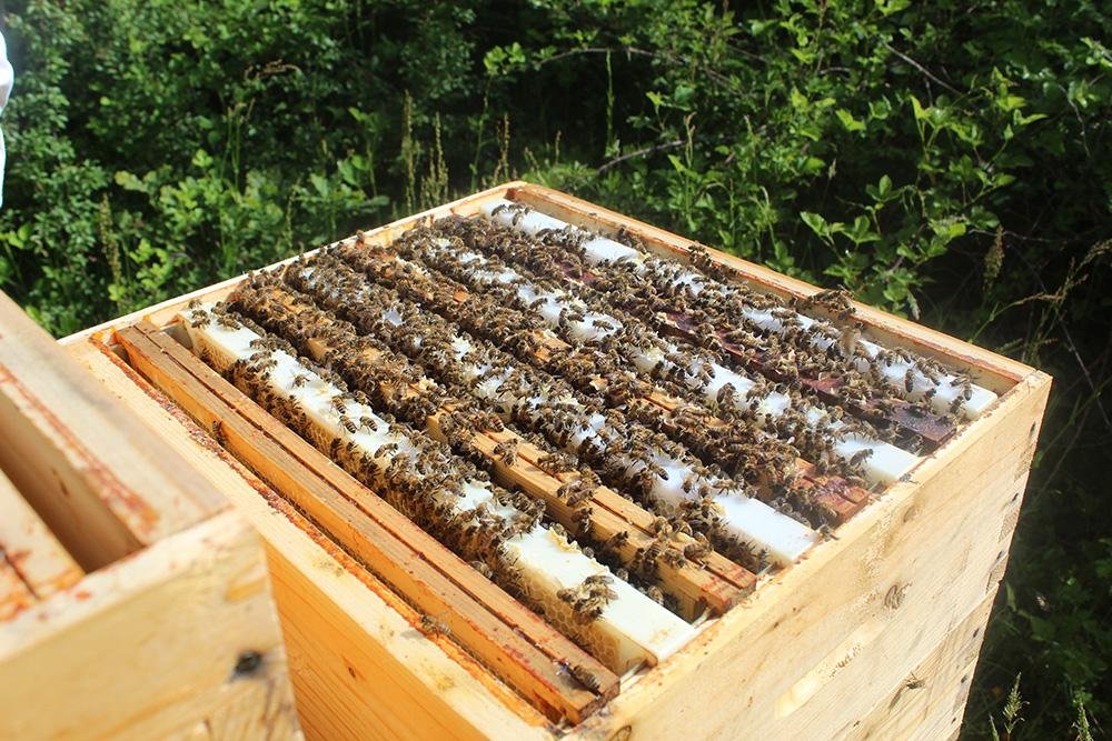 abeilles dans les hausses d'acacia