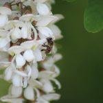 Une abeille sur une Fleur d'acacia