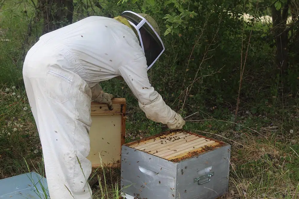 Transfert d'un essaim d'abeilles sauvages dans une ruche