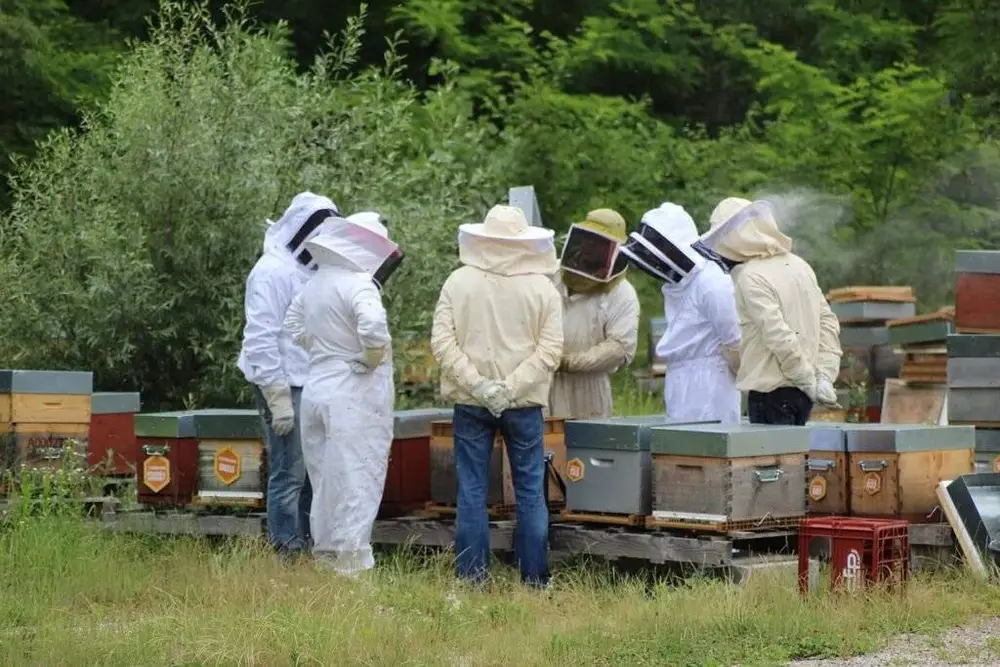 Formation apicole - Le rucher du Djé