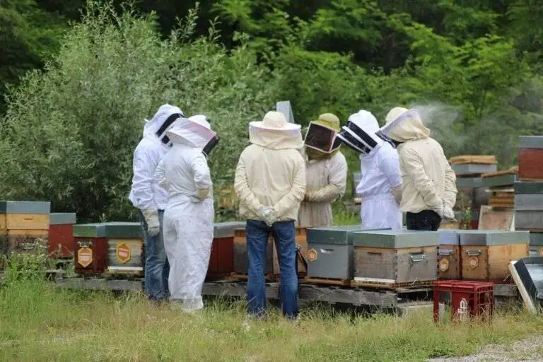 Débuter en Apiculture: Le Nombre Idéal de Ruches à Acquérir