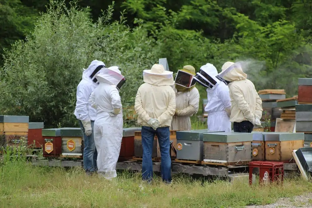 Formation apicole - Le rucher du Djé