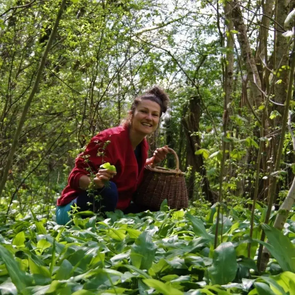 Tisane, infusion & thé