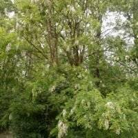 Miel d’Acacia – Douceur florale du Jura