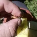Reine Buckfast fécondée prête à pondre