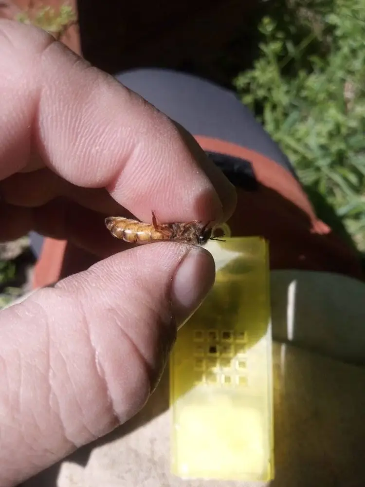 reine fécondée Buckfast Frère Adam achat reine abeille mais aussi acheter des essaim abeille