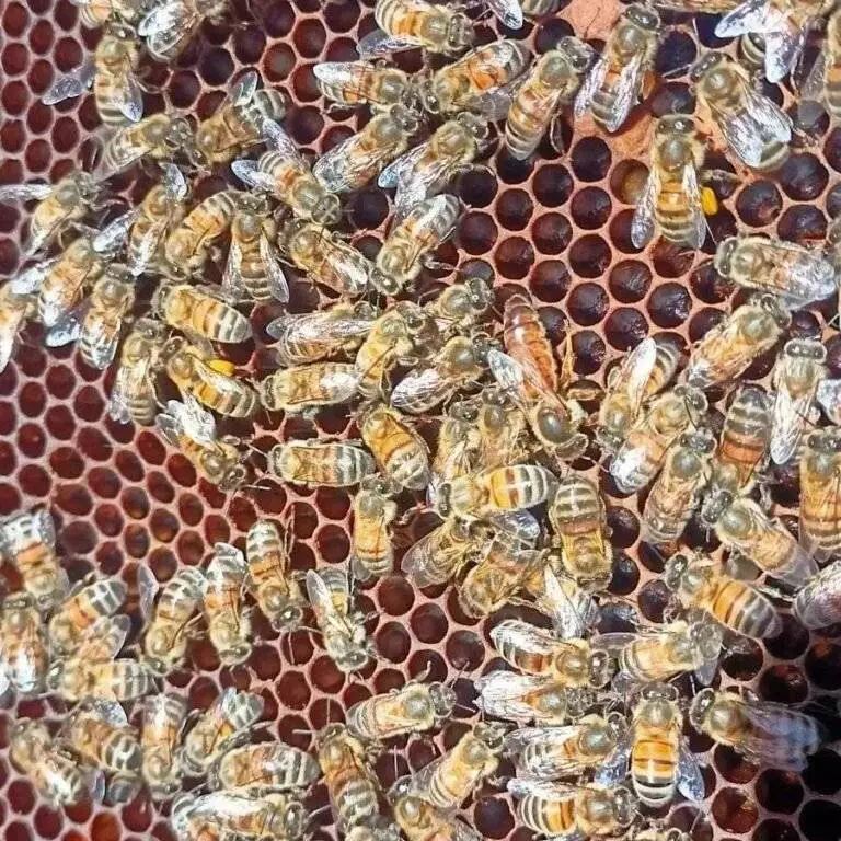 De l’Ouvrière à la Couronne : L’Évolution d’une Abeille en Reine