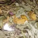 Tisane Fortifiante