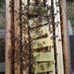 Image d'une Banque à Reine Abeille