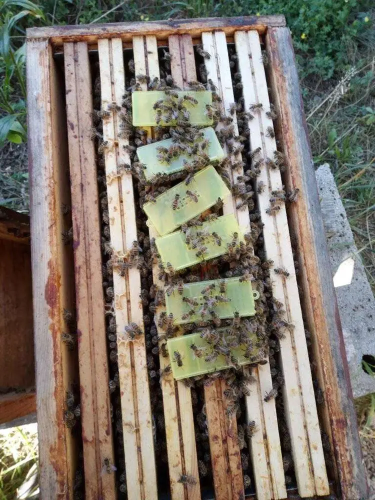 Ruche avec banque a Reines d'Abeilles en Cages 