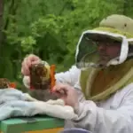 Jérémie inspecte une Apidéa à la recherche de la reine