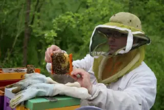 Jérémie lafond apiculteur du jura - elevage abeille - vente essaims d'abeilles - ruche abeille