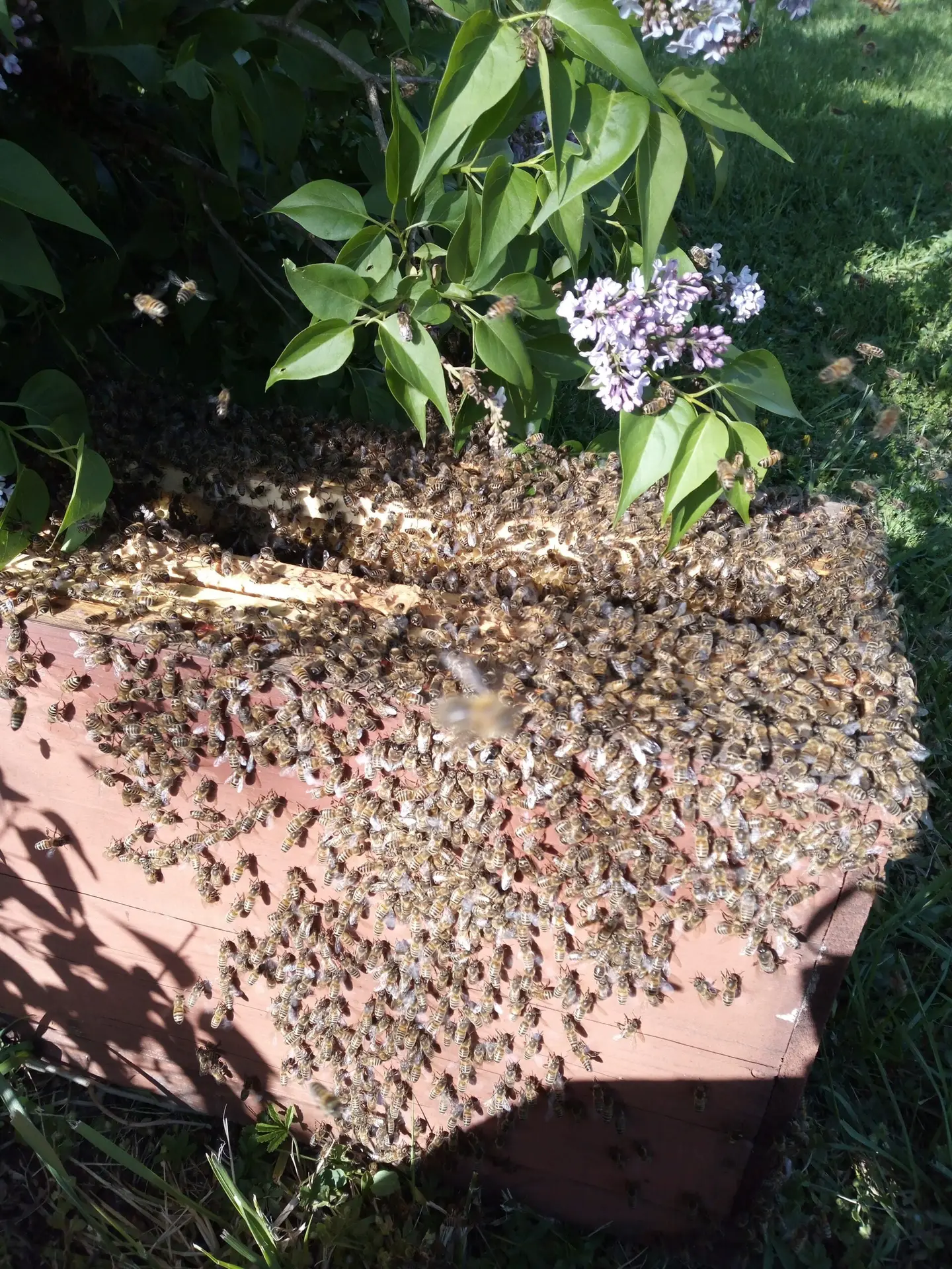 Un apiculteur en combinaison protectrice cueille soigneusement un essaim d'abeilles accroché à une branche d'arbre, illustrant l'interaction délicate entre l'homme et les abeilles dans le processus de récupération d'essaim pour l'apiculture