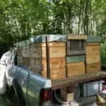 Retour sur notre récolte d'acacia 2023