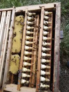 Formation apicole – Maîtriser l’élevage de reines