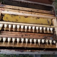 Ramassage de cellules royales dans une ruche éleveuse