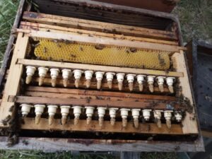 Cellules Royales Buckfast