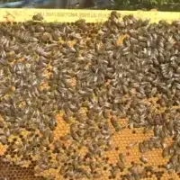 Essaims d'abeilles Buckfast - Frère Adam