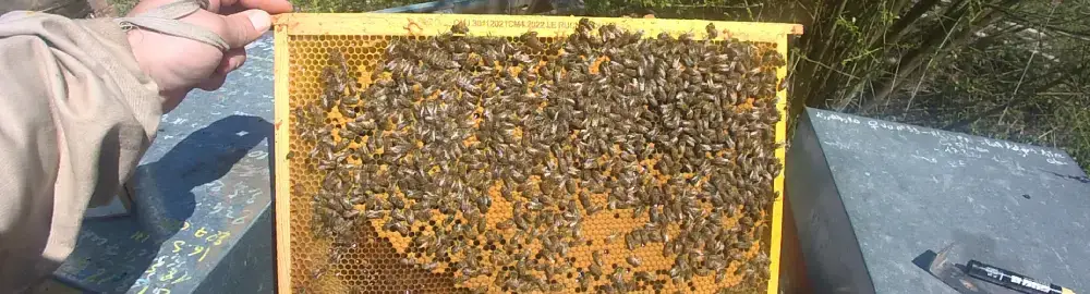 Essaims d'abeilles Buckfast - Frère Adam