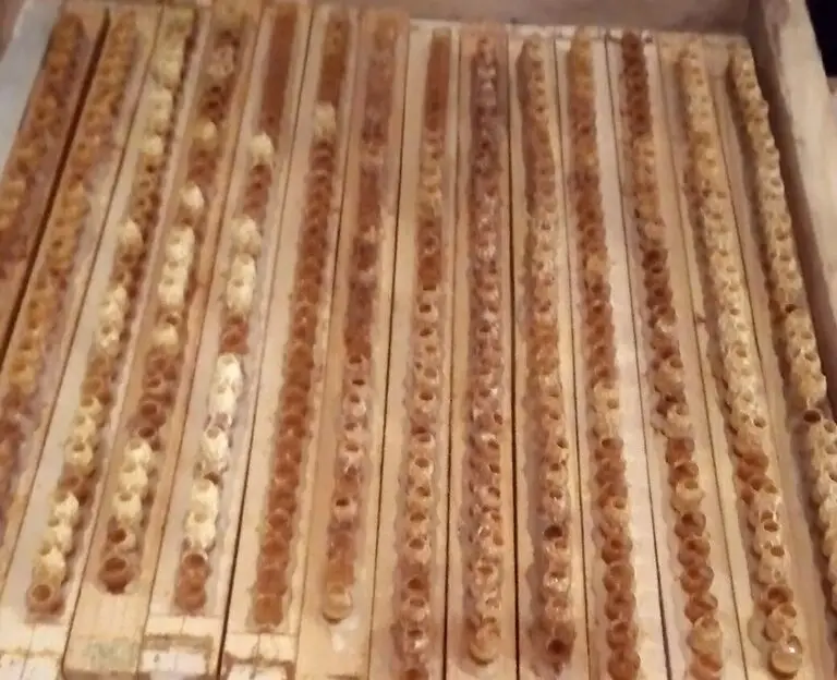 Les bienfaits de la gelée royale