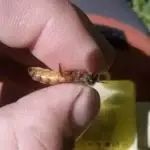 Reines Buckfast fécondées