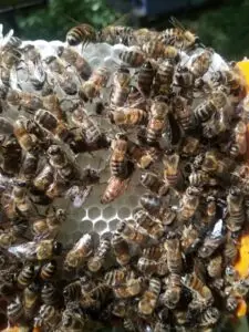 Gros plan sur une reine abeille au centre d’un cadre de cire, entourée d’abeilles ouvrières en pleine activité.