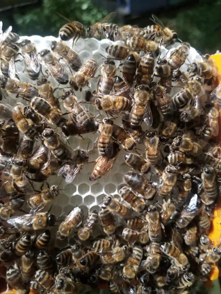 Abeilles buckfast sur une alvéole de miel dans un apidea.