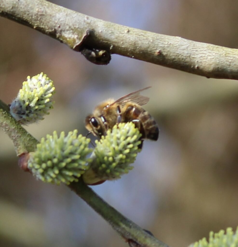 Abeilles Buckfast sur les premiers saul marssault pour le nectar et le pollen 