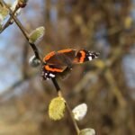 Papillon coloré reposant sur un chaton de saule.