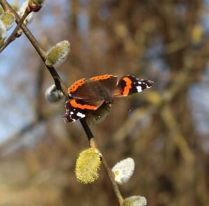 Gros plan sur un papillon Vulcain montrant ses motifs colorés