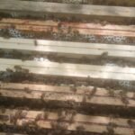 hausse de miel d'acacia jura 2025