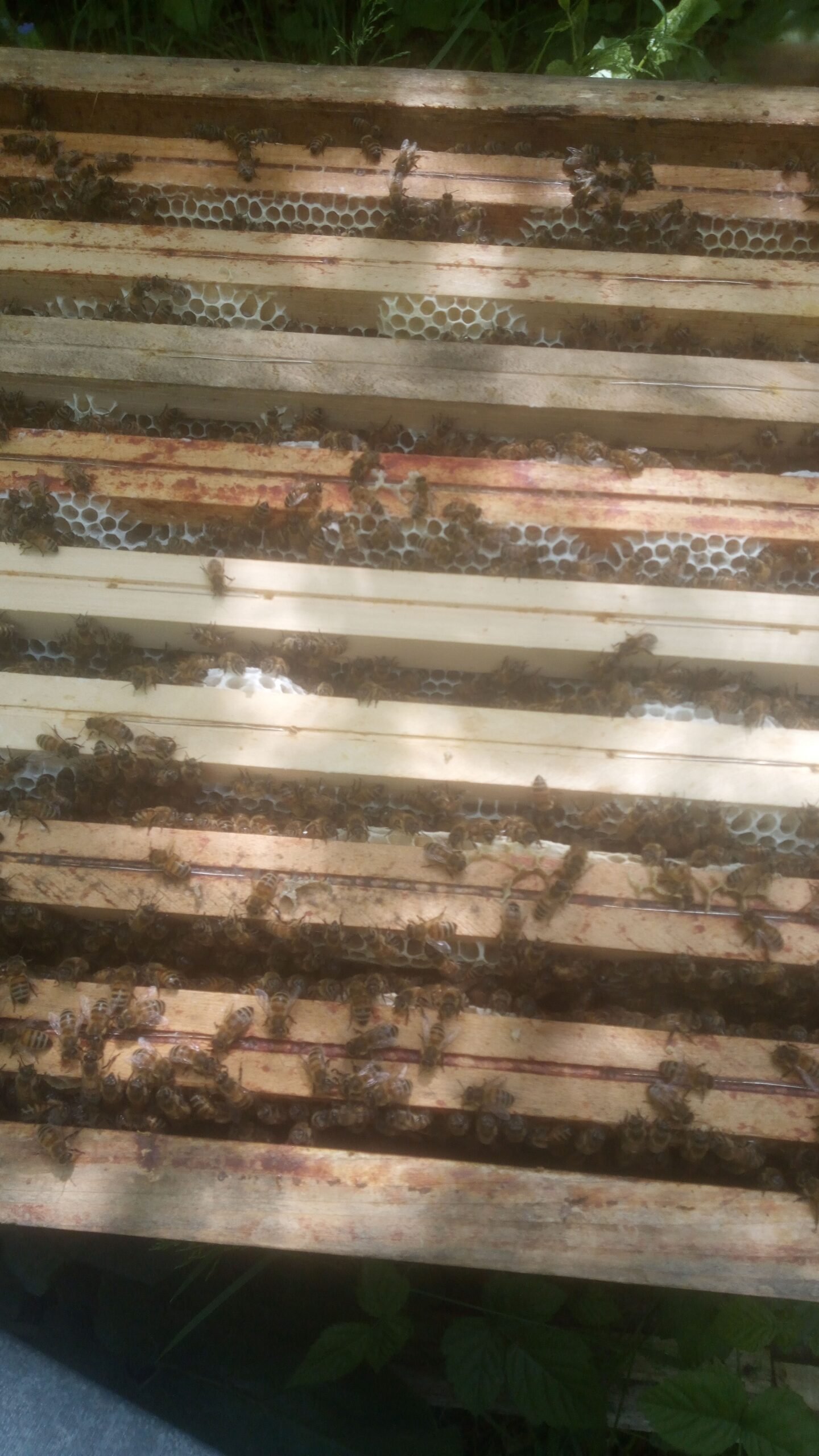 Bilan de notre saison apicole 2025 dans le Jura