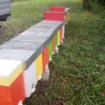 Essaim Buckfast de l'année 2026 Hiverner