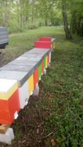 Essaim Buckfast 2025 Hiverner - printemps 2026