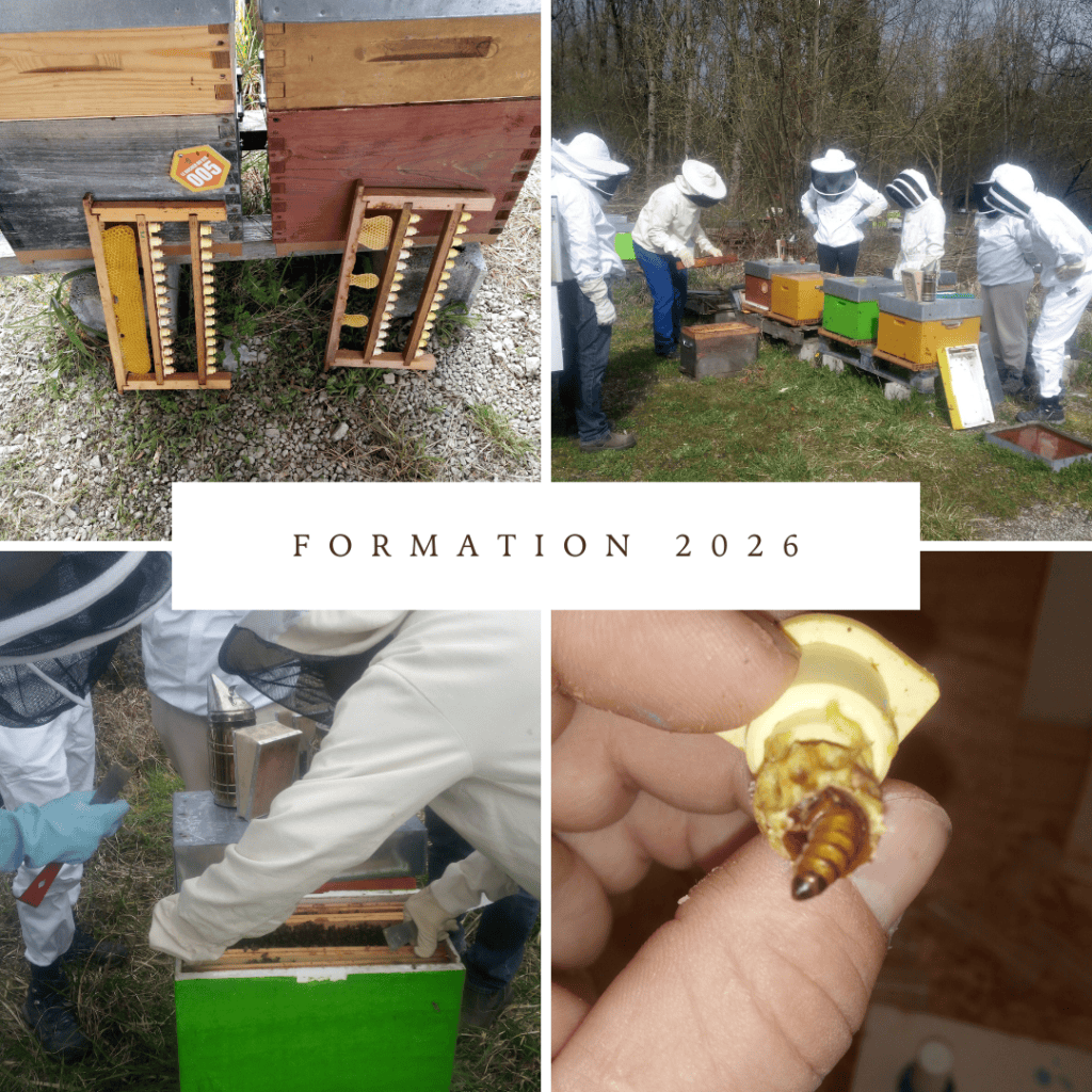 Formation apiculture
