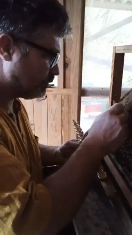 On greffe nos futures reines Buckfast 2026 — suivez-nous au rucher